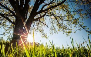 Proljeće dolazi za dva dana: Meteorolozi najavljuju da bi moglo da bude toplije od prosjeka