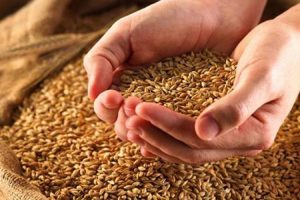 Novi rast cijena na berzi: Pšenica poskupjela 1,5 odsto