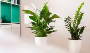 Sobne biljke zaista mogu očistiti vazduh u našim domovima, potvrdilo istraživanje