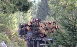 Pašalić očekuje izvještaje do kraja marta: Prijaviti saznanja o kriminalu u “Šumama Srpske”