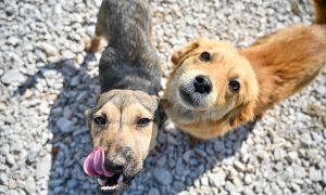 Zašto udomiti psa iz azila na Manjači: Kućni ljubimac za čitav život