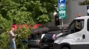 Oštećena tri vozila: Vjetar oborio drvo na automobile VIDEO