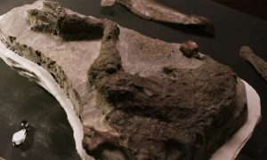 Veliko otkriće: Pronađen prvi fosil dinosaurusa direktno povezan sa udarom asteroida