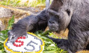 Uživala u torti: Najstarija gorila na svijetu proslavila 65 rođendan VIDEO