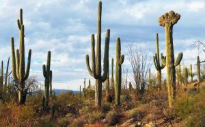 Kaktusi u Americi se suše: Rekordne visoke temperature uticale na biljke