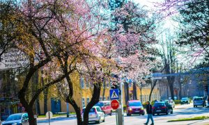 Olakšica za Banjalučane: Koncentracije polena pratite putem „semafora“