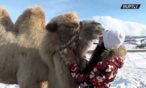 Neobični kućni ljubimac: Kupili dvogrbu kamilu direktno iz cirkusa