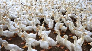 Otkriven ptičiji grip na farmi: Vlasti naredile uništavanje skoro 3.500 gusaka