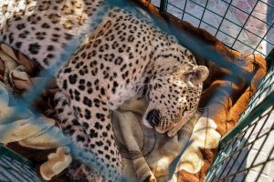 Izazvao paniku: Ubijen leopard koji je napao policajca