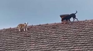 Ništa ne može da im promakne: Psi se popeli na krov policijske stanice i osmatraju VIDEO