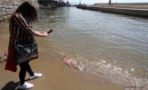 Kupači oprezni: Velike meduze se nasukale na plaži u Opatiji