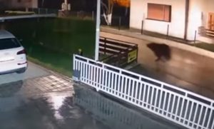 U BiH se može svašta vidjeti: Medvjed trčao ulicama grada VIDEO