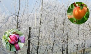 Upozorenje poljoprivrednicima: Narednih dana mraz, moguća šteta na voćnjacima