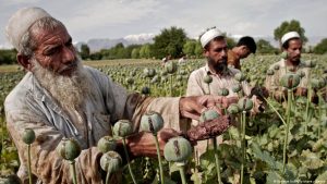 Najveći svjetski proizvođač: Talibani zabranili gajenje opijumskog maka