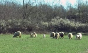 Mještani zabrinuti zbog napada: Psi lutalice zadavili stado ovaca