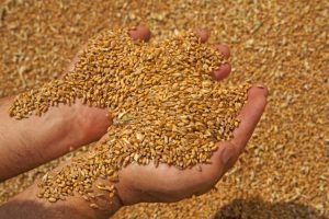 Minić najavio: Očekuje se otkupna cijena pšenice 30 do 35 feninga po kilogramu
