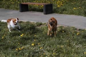 Psi i mačke na dječijim igralištima: U Boriku skrenuli pažnju na problem i podijelili vrećice za otpad