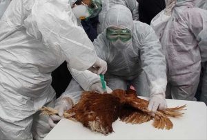 Zbog ptičije gripe: Više od 13 miliona komada živine uništeno u Francuskoj