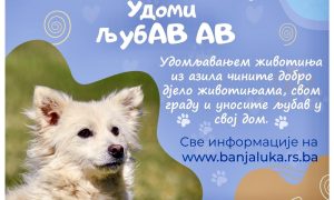 Udomi ljubav: Brojni psi iz banjalučkog azila čekaju svog vlasnika