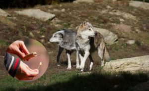 Planinari naišli na čopor vukova na planini Lisac: GSS poziva na oprez prilikom kretanja u prirodu