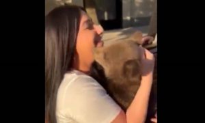 Igra završila napadom: Mladunče medvjeda ugrizlo djevojku za bradu VIDEO