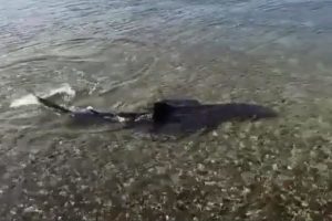 Kruži u plićaku: Morski pas snimljen kod hrvatske obale VIDEO