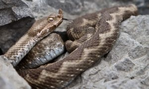 Toplo vrijeme: Invazija zmija otrovnica usred zime na popularnoj planini VIDEO