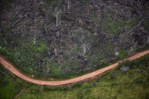 Rekordno krčenje šuma u brazilskoj Amazoniji