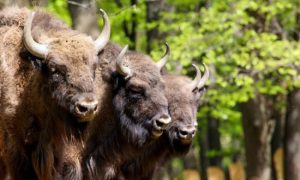 “Đuka” dobio najviše glasova: Fruškogorski bizoni dobili imena