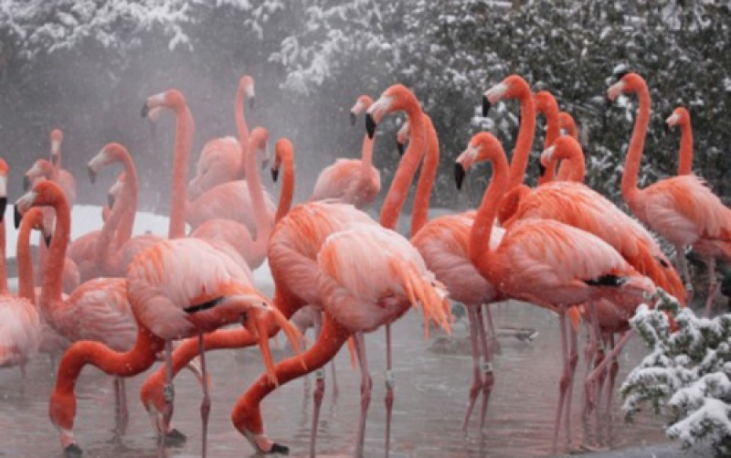 Nevjerovatan prizor: Na plaži u Grčkoj doletjelo jato rozih flamingosa VIDEO