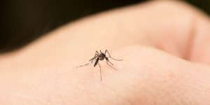 Neke ljude ujedaju češće od drugih: Koju krvnu grupu komarci najviše vole