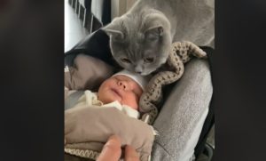 Mnogi se oduševili: Pogledaj video na kojem mačka upoznaje bebu