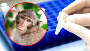 U Grčkoj registrovan prvi mogući slučaj majmunskih boginja