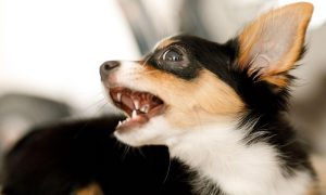 Odličan pjevač: Pogledajte kako pas reaguje na svoju omiljenu pjesmu VIDEO