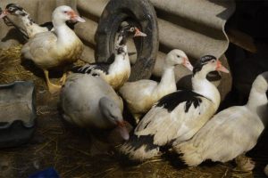 Ptičiji grip u Mađarskoj: Ubijeno više od 91.000 pataka