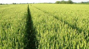 Srpski ministar poljoprivrede poručuje: Biće pšenice i za komšije sa Balkana