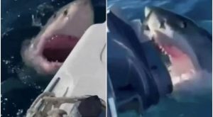 Zastrašujući trenutak: Porodica snimila kako velika bijela ajkula napada njihov čamac VIDEO