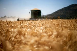 Na zahtjev poljoprivrednika: Nedimović najavio ukidanje zabrane izvoza žitarica
