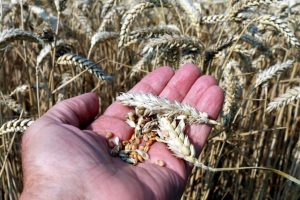Dobre vijesti: Ukrajina i Rusija na “dva koraka” do dogovora o izvozu žita