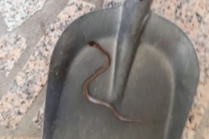 Porodica doživjela nimalo ugodno iznenađenje: Pronašli zmiju na podu kuhinje