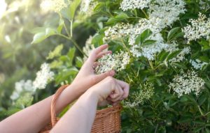 Priprema jednostavna, korist višestruka: Sok od zove pomaže kod ovih osam bolesti