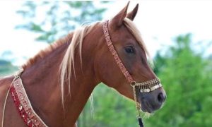 Nesvakidašnja krađa u Srbiji: Lopovi ukrali arapskog konja