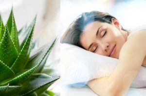 Da lakše zaspite: Nekoliko biljaka koje utiče na bolji san