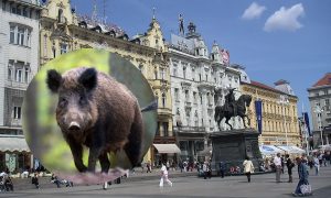Neobičan susret: Divlje svinje prošetale Zagrebom VIDEO