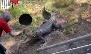 Muškarac odbranio posjed: Krokodil dobio tiganjem po glavi VIDEO