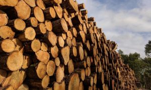 Unija poslodavaca RS zatražila: Umjesto zabrane ograničiti izvoz proizvoda od drveta
