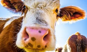 Dnevna doza humora: Kad krave daju mlijeko u prahu?