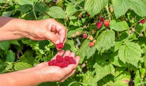 Mogu da učine čuda za naše tijelo: Maline jačaju imunitet – dobre su za kosti i kožu