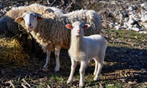 Šteta preko 3.000 KM: Psi lutalice zadavile sedamnaest ovaca kod Prijedora VIDEO