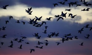 Hvataju ih mrežama prekrivenim lijepkom: Više od 400.000 ptica ubijeno na Kipru